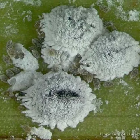 thumbnail for publication: Coconut Mealybug Nipaecoccus nipae (Maskell) (Insecta: Hemiptera: Pseudococcidae)